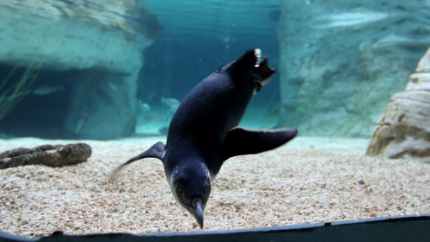 Little penguins at Manly Sea Life Sanctuary in Manly.