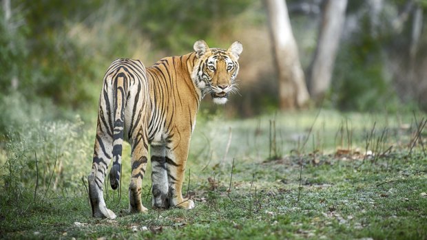David Attenborough: India's Wild Eden