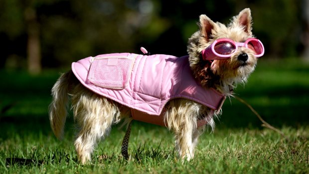 Pretty in pink: For more dressy walks in the park, Fred dons a pink puffer jacket.