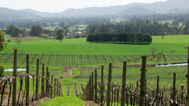 Vineyards in King Valley, Victoria.