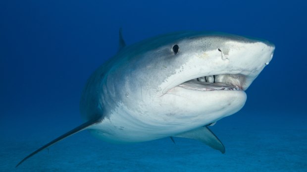 A tiger shark sighting has closed Mullaloo Beach.