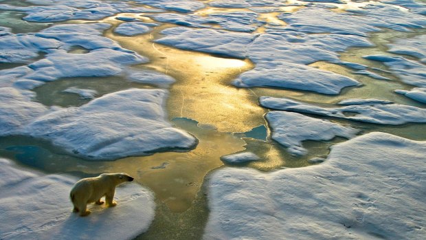 Polar bears get much of the media attention about how climate change is affecting species - but the struggles extend far wider, scientists say.
