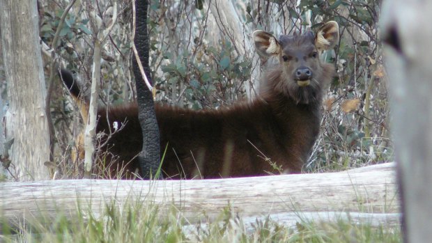 Sambar: The number of deer killed in Victoria has risen for the past four consecutive years.