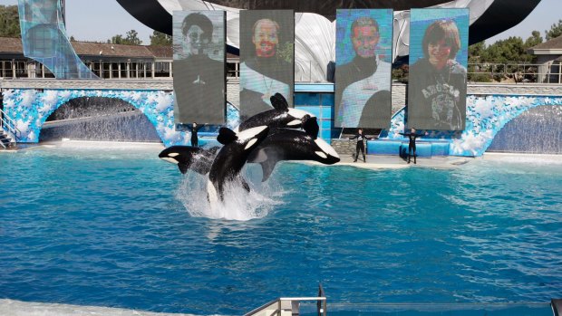 Killer whales leap out of the water while performing during SeaWorld's Shamu show in San Diego. 