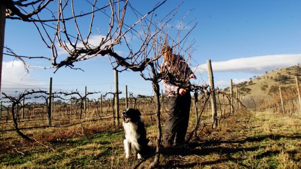 Pruning vines at Brindabella Hills winery near Hall.