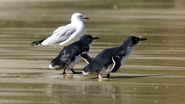 Little penguins are a common sight around the Manly area.