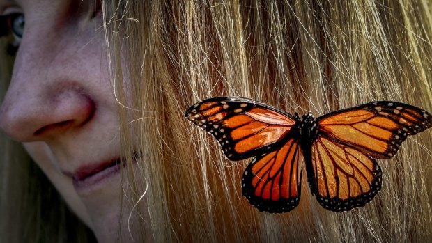 Butterfly breeder Skye Blackburn says butterflies are a good way to get people interested in other insects.