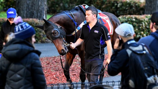 Runaway favourite: Winx is taken for a walk before a trackwork session at Moonee Valley.