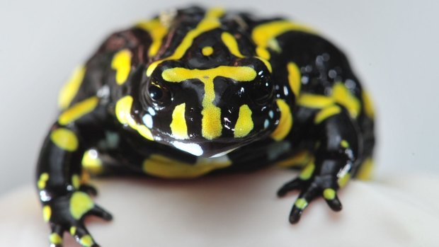 Another endangered frog - like the Baw Baw, the Southern Corroboree Frog is fast disappearing.