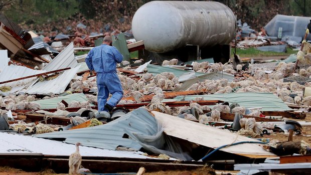 Hundreds of turkeys that lost shelter roam after a tornado ripped through a turkey farm, in Wisconsin.