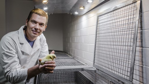Assistant professor of visual neuroscience Regan Ashby, with two rooster chicks.