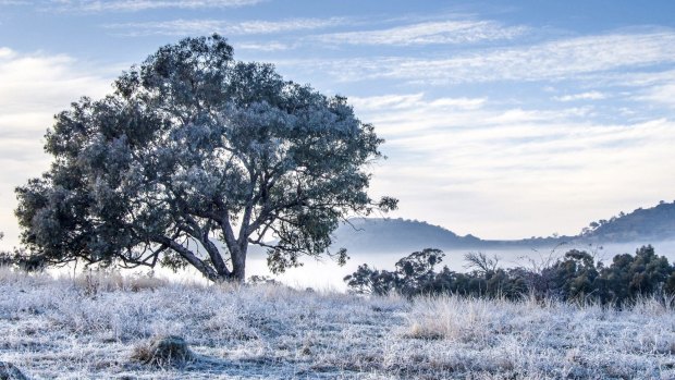 It wasn't quite by these winter standards, but Tuesday's frosty morning had minimum temperature not far off Canberra's record low for November.