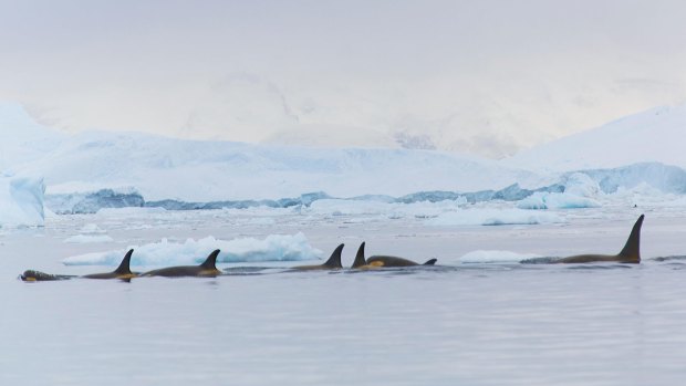 Oracas or killer whales gliding through Antarctic waters.