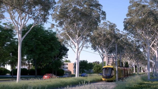 An artist's impression of a stage one Capital Metro tram travelling through mature trees on each side.