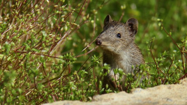 Despite the odds against it, the Quenda is hanging on in Perth's suburbs.