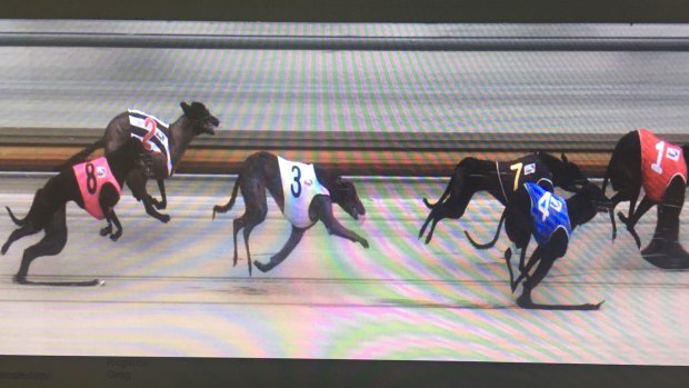 Mighty Wilby, racing at number three, appears to have bent his tail after colliding with the running rail.