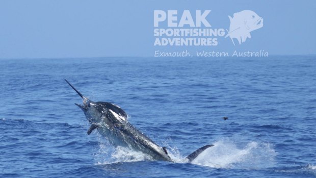 The blue marlin caught on Monday. 