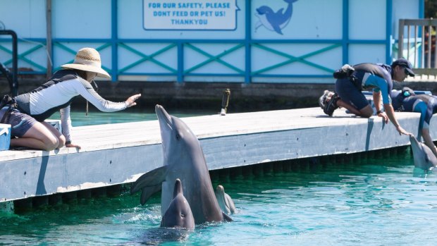 A dolphin enclosure at Sea World.