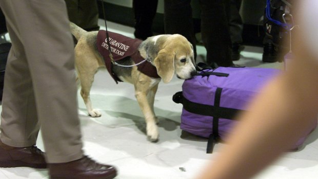 A quaratine inspection dog at work.