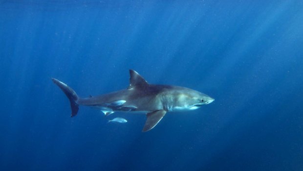 The population trajectory, and even current numbers, of great whites remain a mystery. 