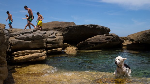 Staying cool: a dog enjoys a rock pool at the end of Clovelly Beach.