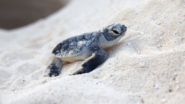 New born sea turtle coming out from the nest.