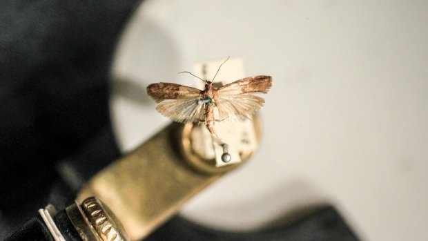 Indian Meal Moth, at the Australia Museum, Sydney.