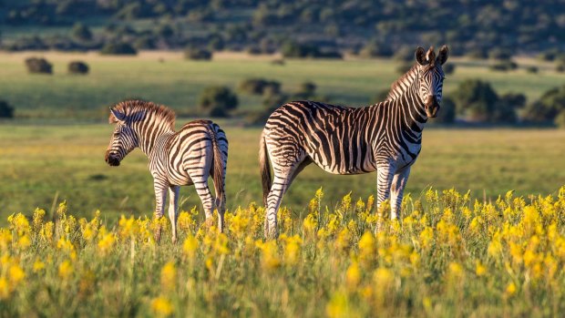 Shamwari Private Game Reserve is renowned for award-winning rehabilitation and conservation programs.
