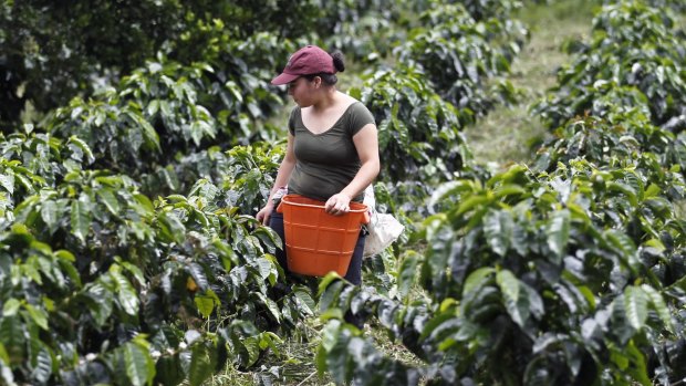 Global coffee production last year dipped three 3 per cent on 2013 figures.
