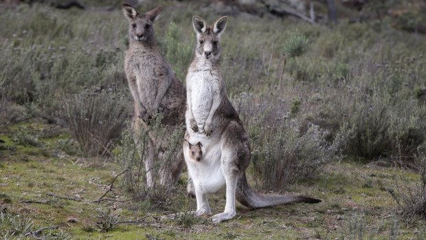Another 100 kangaroos will be killed this year. 