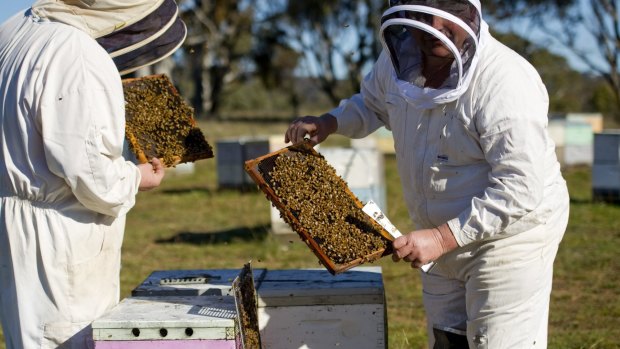 Neil Bingley and his son Brett work on hives near Queanbeyan.