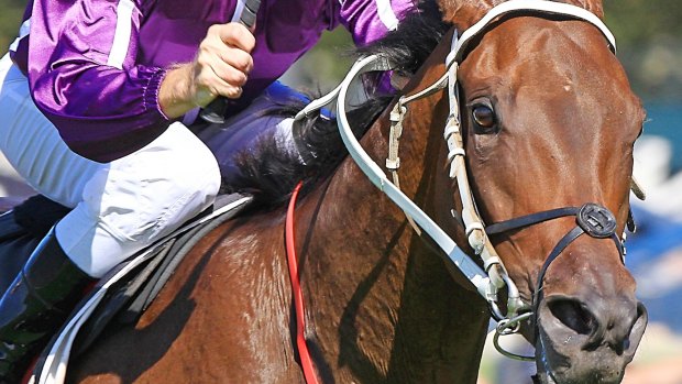 Back on course: Boban returns to racing in the Orr Stakes at Caulfield.