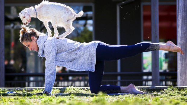 Owner of Elite Therapies and Body Balance Inge Sildnik enjoys relaxing yoga with baby goats. 