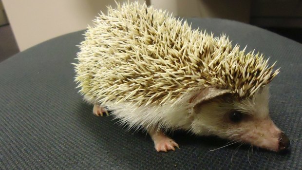 Jim Collins wrote about the hedgehog concept in his book, Good to Great.