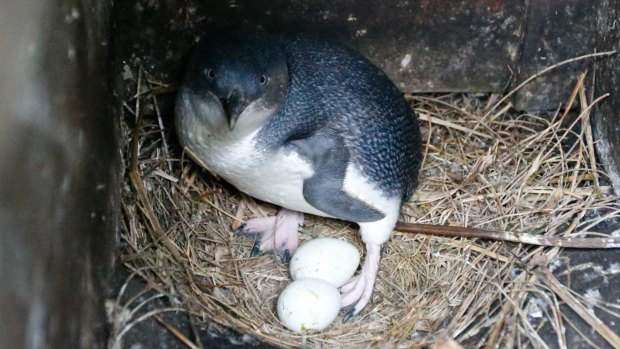 An adult little penguin sits on eggs inside a nestbox on Montague Island.