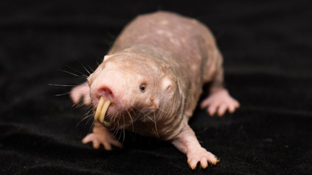 Who needs naked mole-rats?