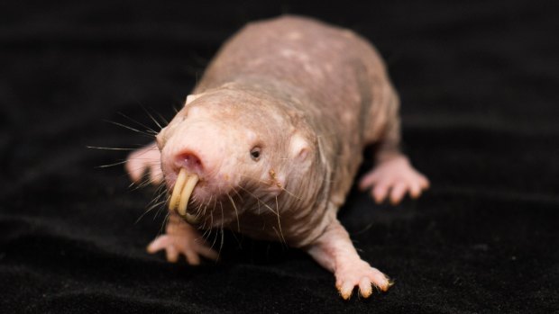 Naked mole-rats are marvellous and bizarre mammals; they don't get tumours, they live like social insects and are "cold-blooded" like frogs. And that's just for starters.