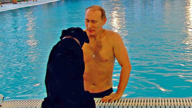 Vladimir Putin swimming in a pool accompanied only by his black labrador Connie.