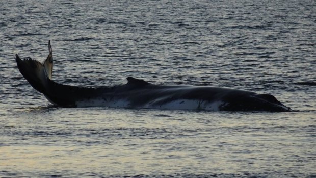 The humpback whale was stranded on a weed bank, but floated away with high tide on Wednesday morning.