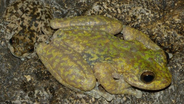 Queensland frogs threatened by deadly fungus: Litoria lorica is the Armoured Mist frog.