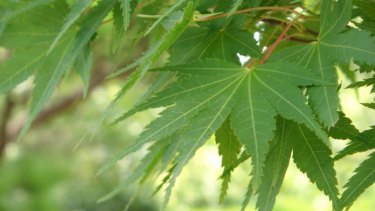 marijuana suspends maple