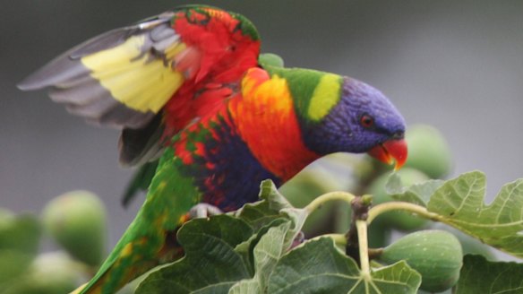 Misconception: Researchers have shown birds and plants aren't more colourful in the tropics. 
