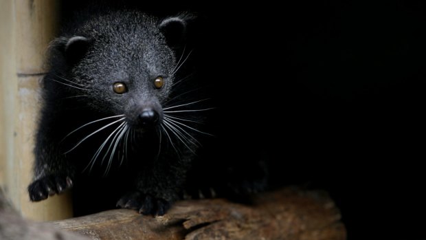 A bearcat mounted an escape from a Queensland zoo. This secretive south-east Asian animal is also on display at Taronga Zoo.