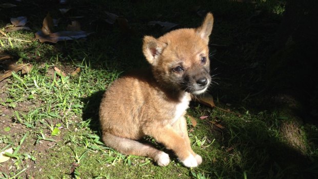 Sandy the purebred desert dingo, pictured as a pup soon after her 2014 rescue, is a "gift to science".