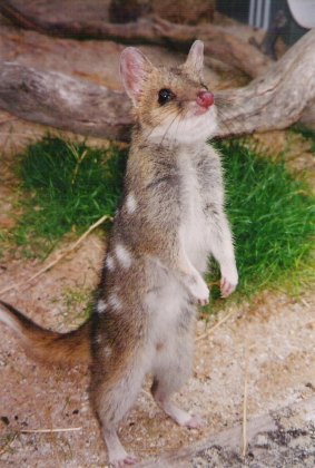 Quolls are said to be excellent climbers.