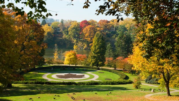 The maple leaf, High Park, Toronto.