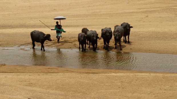 A villager herds his buffaloes as they enter the Daya River near the eastern Indian city of Bhubaneswar.