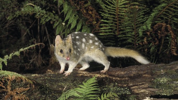 Great pets: An eastern quoll, spotted in Tasmania.