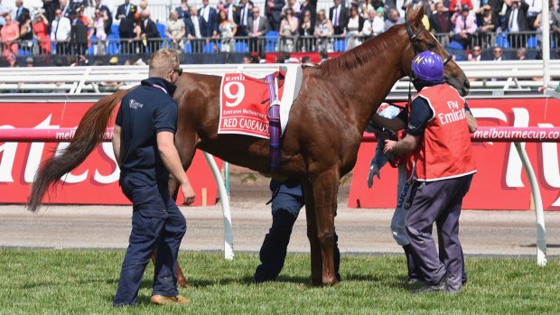 Sad loss: Red Cadeaux is treated after pulling up injured in the Melbourne Cup.