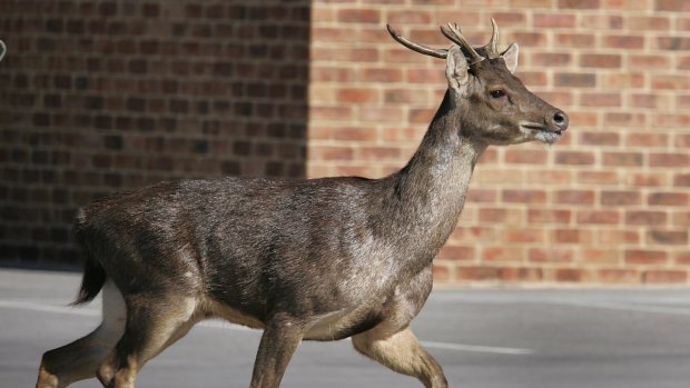 Feral deer are moving into urban areas, causing traffic and other problems.
